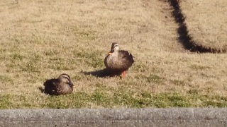 �悭�s�������̊�