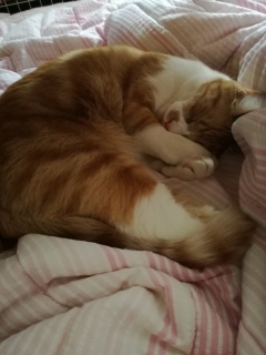 ���݂��߁[��������[�s���A�[(*���x��)�m