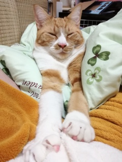 �����Q��(���L�́M��)