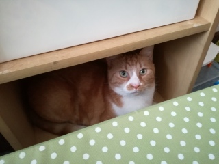 �C�P�j����