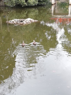 �X��_�Ђ̐_�r(*�L�́M)